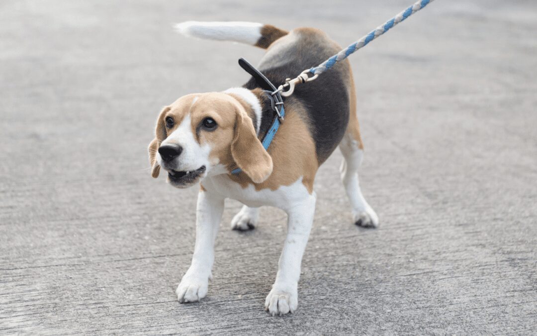 Leash Reactive Dogs – Frustrated Types