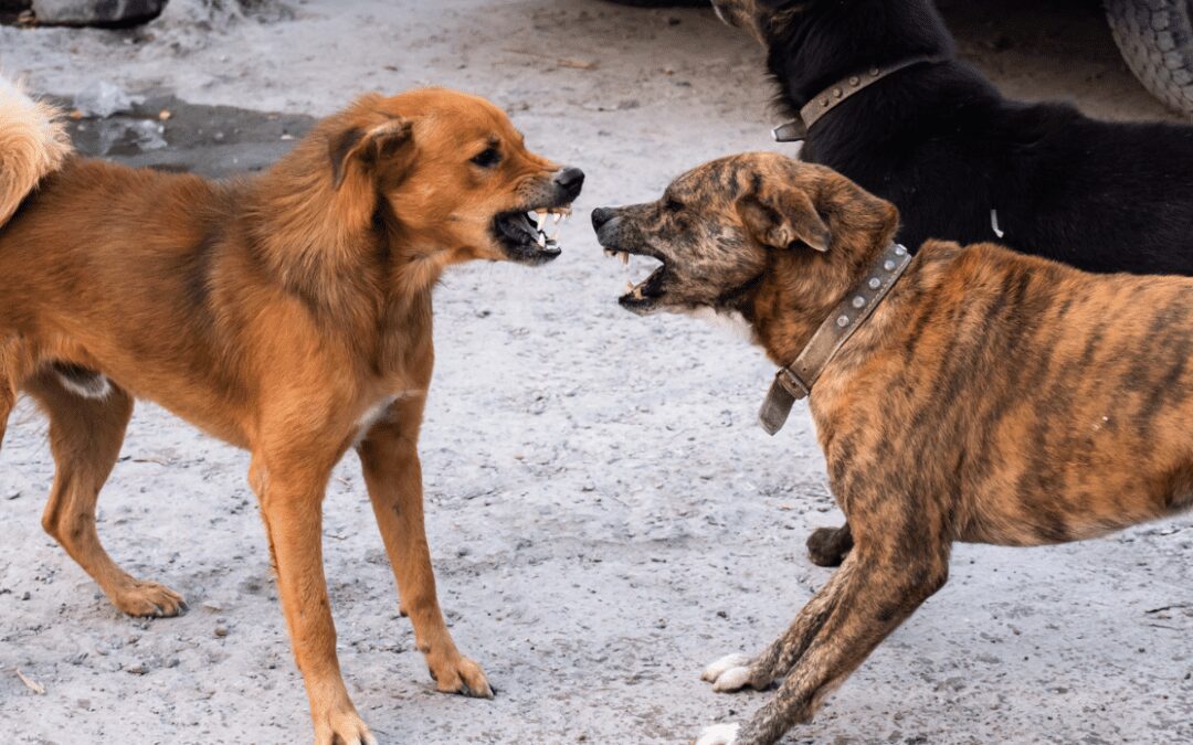 Are Reactive Dogs Aggressive?