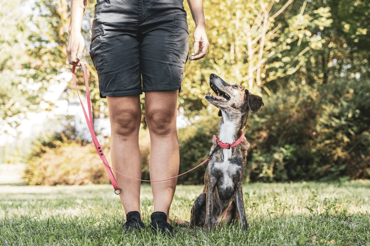 Dog at park