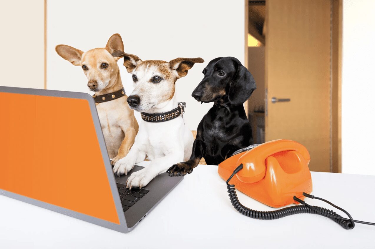 Dog on Zoom