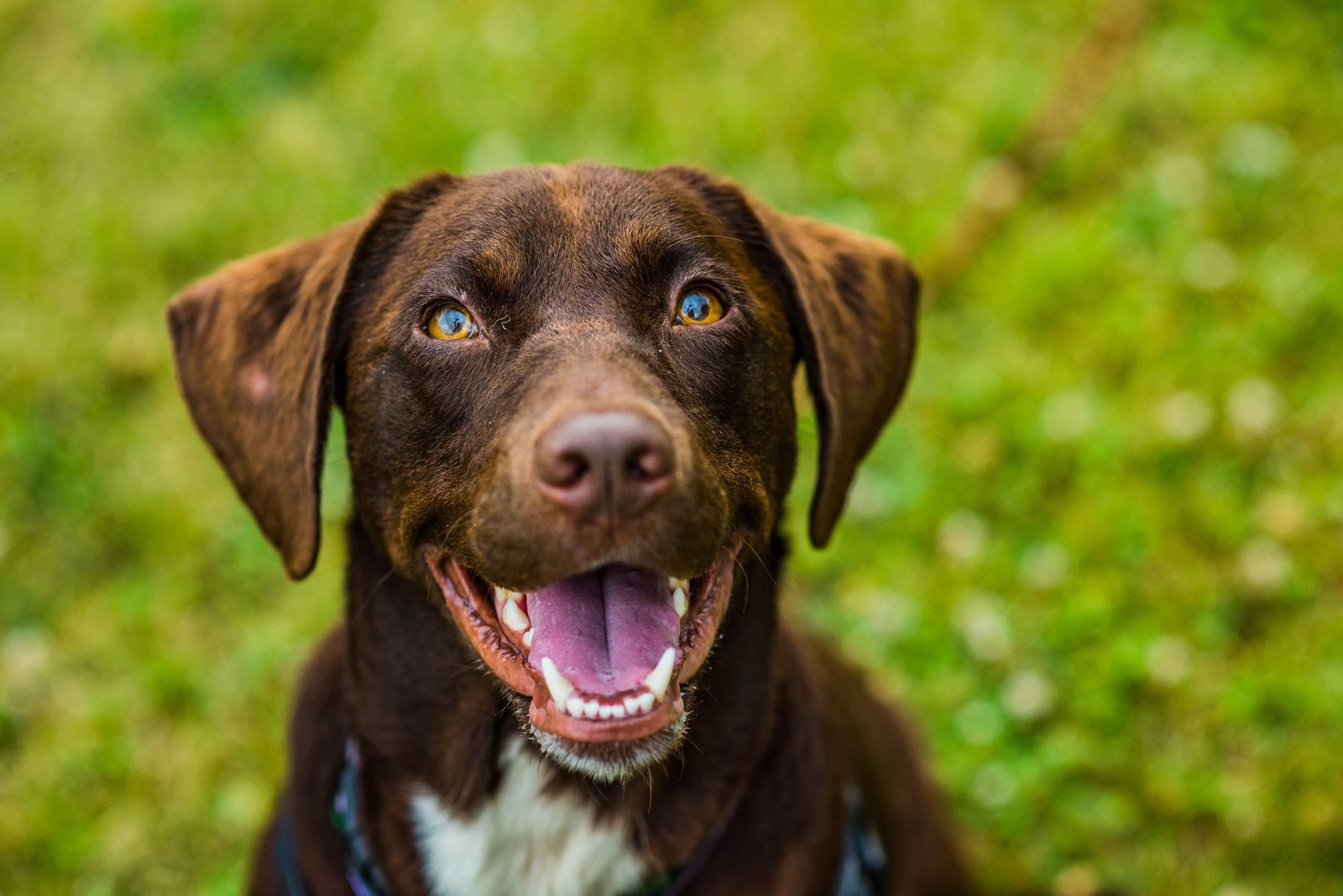 private dog training