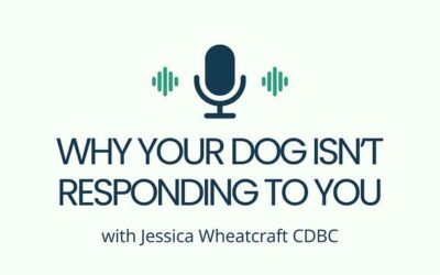 Why Your Dog Isn’t Responding To You