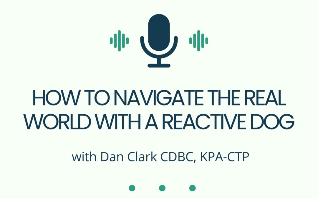 How To Navigate the Real World with a Reactive Dog