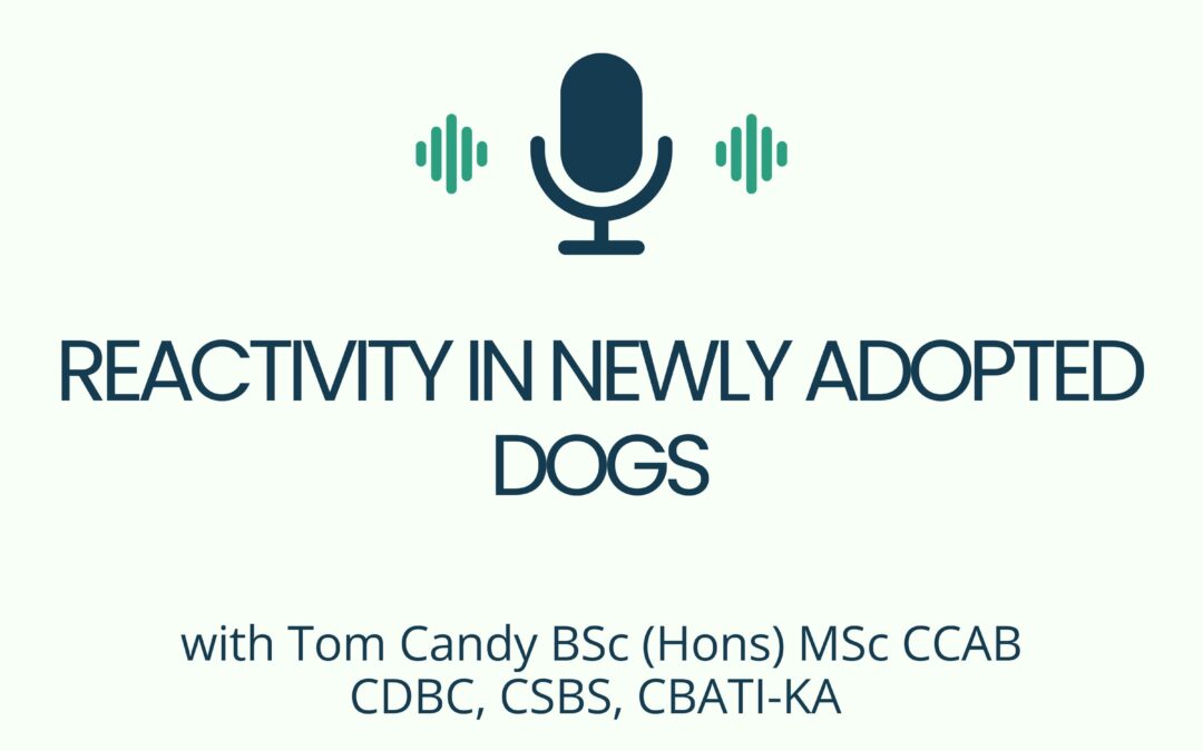Reactivity in Newly Adopted Dogs