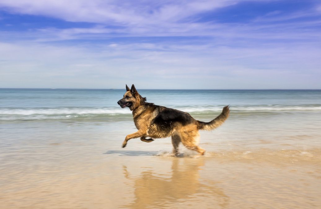 German Shepherd